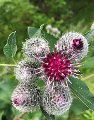 Burdock