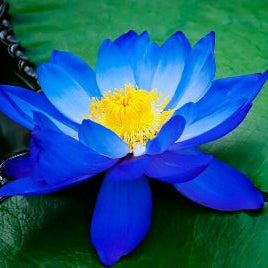 Blue Lotus Flower